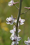 Delphinium gypsophilum