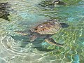 Green turtle