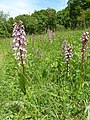 Orchis purpurea Germany - Untergrombach (Michaelsberg)