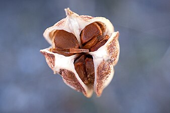 "Seed_pod_(Macro).jpeg" by User:Dmitri Popov