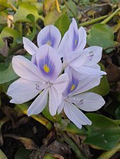 "Water_hyacinth_flower1.jpg" by User:Hopeoflight