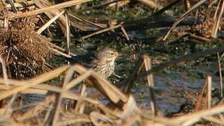 American Pipit (8355325153).jpg