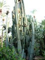 Cereus peruvians