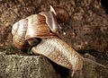 Two snails. The bigger one is excreting green feces