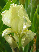 Iris junonia