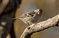 Image 110Pine siskin in Green-Wood Cemetery