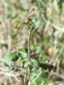 stem, buds, and leaves