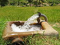 Flood Irrigation