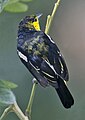 Adult breeding male - Singapore