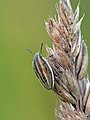 Smailiagalvės skydblakės nimfa Aelia acuminata nymph