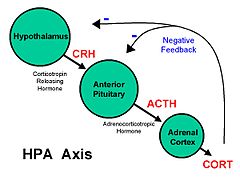 Basic HPA Axis.jpeg