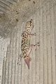 A Mediterranean House Gecko in Israel, with its tail during regeneration