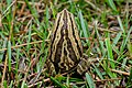 Kalophrynus interlineatus, Striped sticky frog - Phu Kradueng National Park