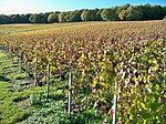 Vignoble de Montgueux / Vineyard of Montgueux