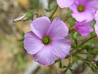 Oxalis bifida