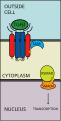 TGF Signaling Pathway Step 5