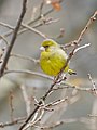 Greenfinch