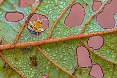 Second place: A leaf beetle (Aulacophora indica) looking out from a leaf hole of Alnus nepalensis tree in Chitwan National Park, Nepal. Пазначэньне аўтарства: Mildeep (CC BY-SA 4.0)