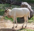 Louisville Zoo, Kentucky