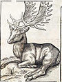 Fallow Deer, illustration from the book The history of four-footed beasts and serpents by Edward Topsell