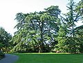 Tree in front of the castle, Weinheim, Germany