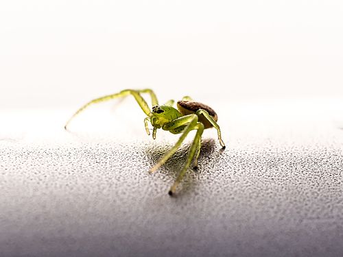 Green crab spider