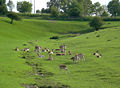 Wildgehege in Schmallenberg