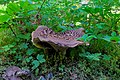 * Nomination: Sarcodon imbricatus near a waterfall in Bowron Lake Provincial Park (British Columbia, Canada) --Trougnouf 07:26, 21 April 2021 (UTC) * * Review needed