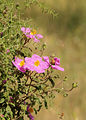 subsp. creticus, flowers