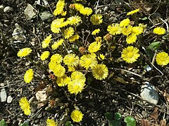 Coltsfoot, Tegernsee.jpg