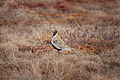 * Nomination Pluvialis apricaria in Kakerdaja Bog (by Urmas83) Kruusamägi 12:09, 29 November 2013 (UTC) * Promotion Weak support, not very sharp but maybe ok.--ArildV 22:32, 1 December 2013 (UTC)