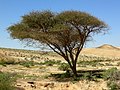 Of the three Acacia species growing in high plateau of the Negev, Acacia pachyceras is the most cold-resistant