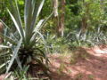 Near F Cl du Kou, Burkina Faso