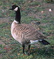 Branta hutchinsii