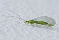 Image 35Green lacewing