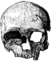 Skull of a en:Cro-Magnon woman