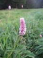 Flower in the Black Forest