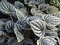 Peperomia griseoargentea