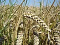 Wheat, National staple crop