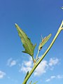 Stem with leaves