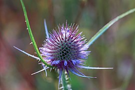 Dipsacus fullonum 153583635.jpg