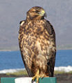 Galapagos hawk (Buteo galapagoensis) endemic