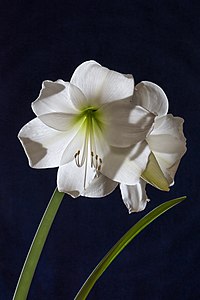 "Hippeastrum_intokazi_01.jpg" by User:Uoaei1