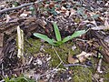 Orchis purpurea Germany - Weingarten (Baden)