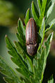 Juostuotasis dirvasprakšis Agriotes lineatus