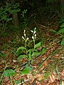 Cephalanthera damasonium Germany - Hüfingen