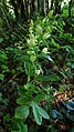 Cephalanthera damasonium Germany - Hohenstein (Landkreis Reutlingen)