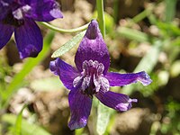 Delphinium variegatum