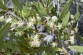 Hakea nitida