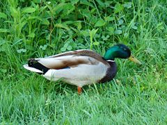 Mallard-Mindaugas Urbonas.jpg